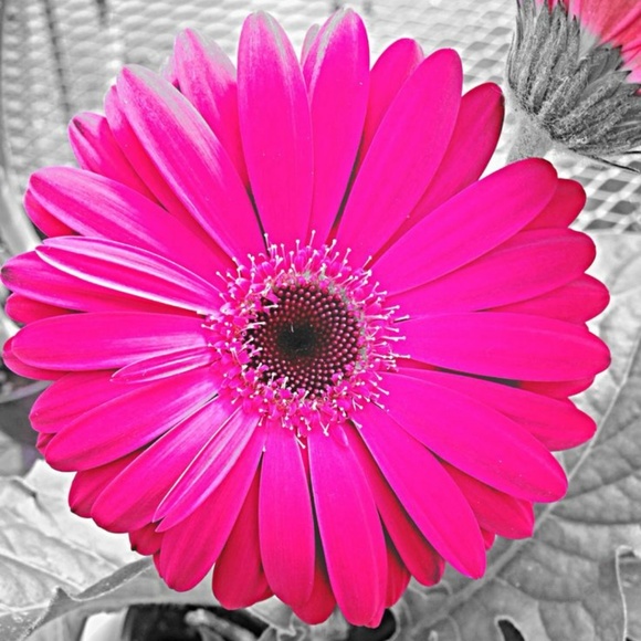 Meet your Posher, Amy - Picture 1 of 1